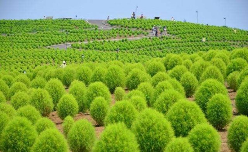 红叶地肤种子绿叶地肤草种子地麦铁扫帚苗菜种子园林花海种子