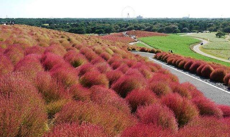 红叶地肤种子绿叶地肤草种子地麦铁扫帚苗菜种子园林花海种子