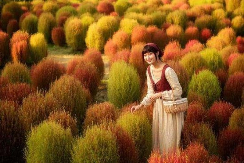 红叶地肤种子绿叶地肤草种子地麦铁扫帚苗菜种子园林花海种子