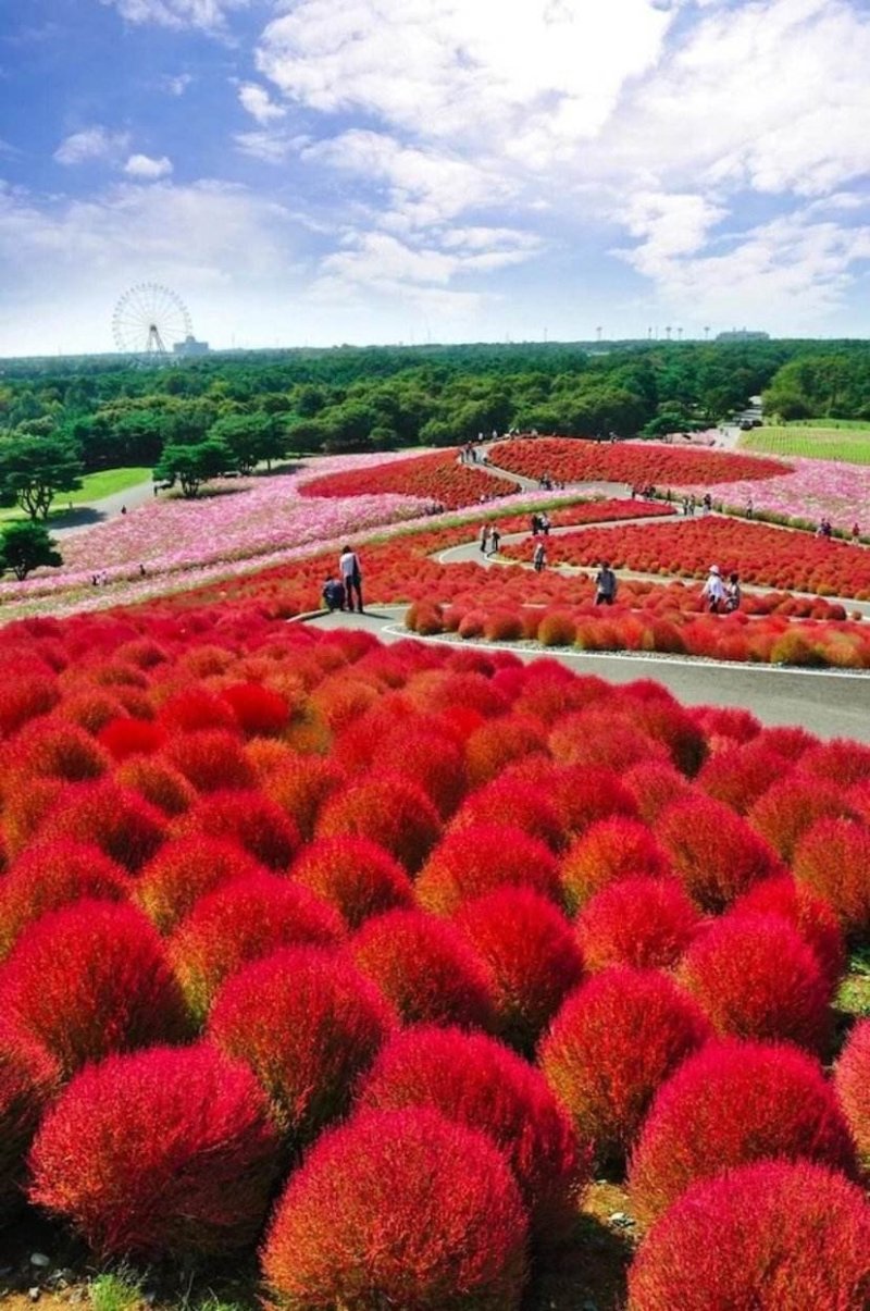 红叶地肤种子绿叶地肤草种子地麦铁扫帚苗菜种子园林花海种子