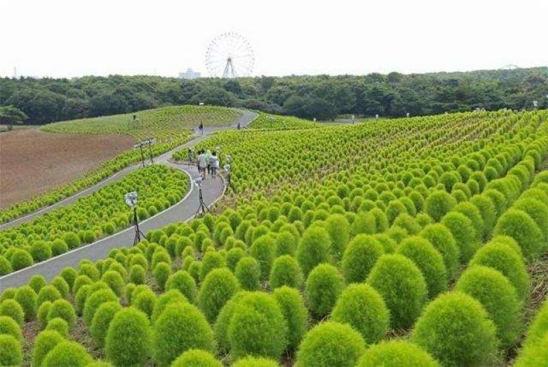 红叶地肤种子绿叶地肤草种子地麦铁扫帚苗菜种子园林花海种子