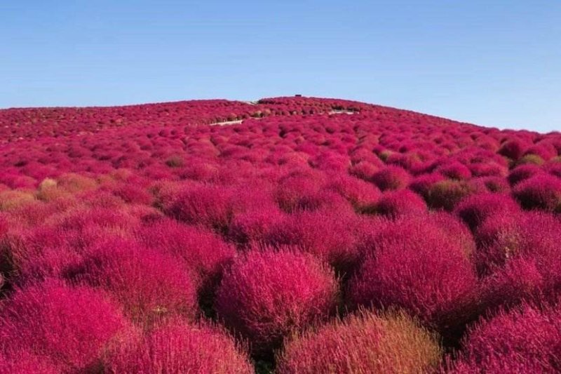 红叶地肤种子绿叶地肤草种子地麦铁扫帚苗菜种子园林花海种子