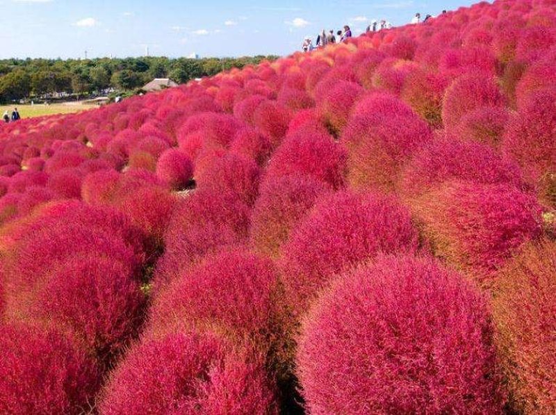 红叶地肤种子绿叶地肤草种子地麦铁扫帚苗菜种子园林花海种子