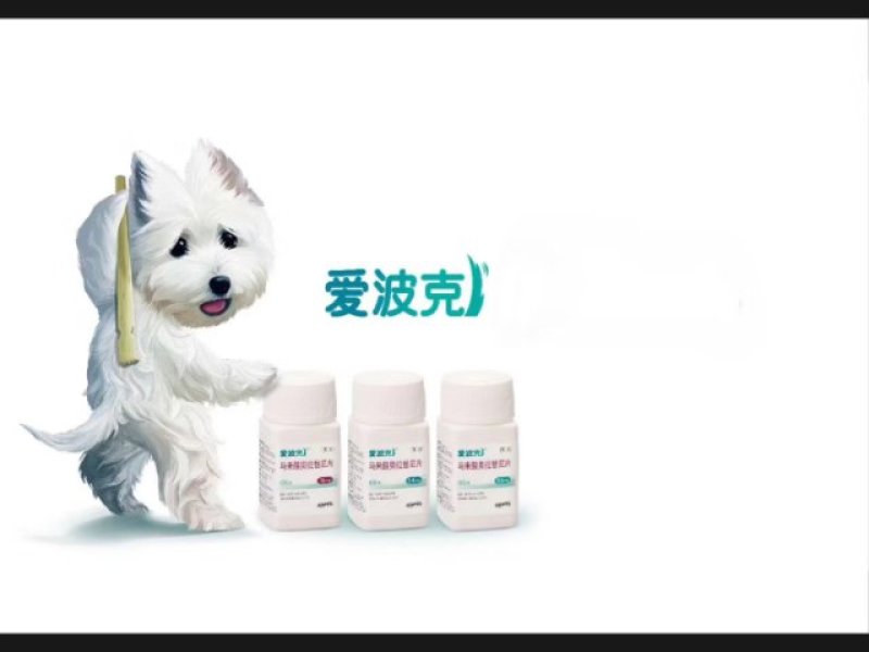 宠物猫