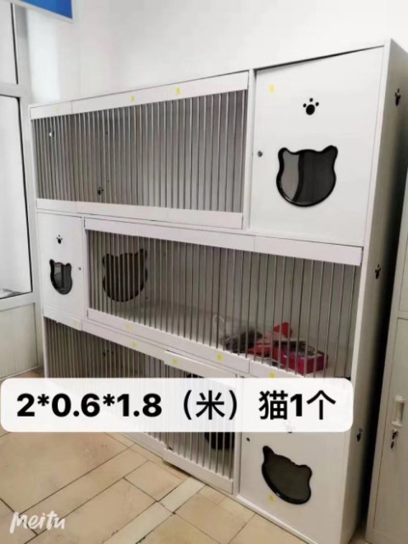 宠物猫