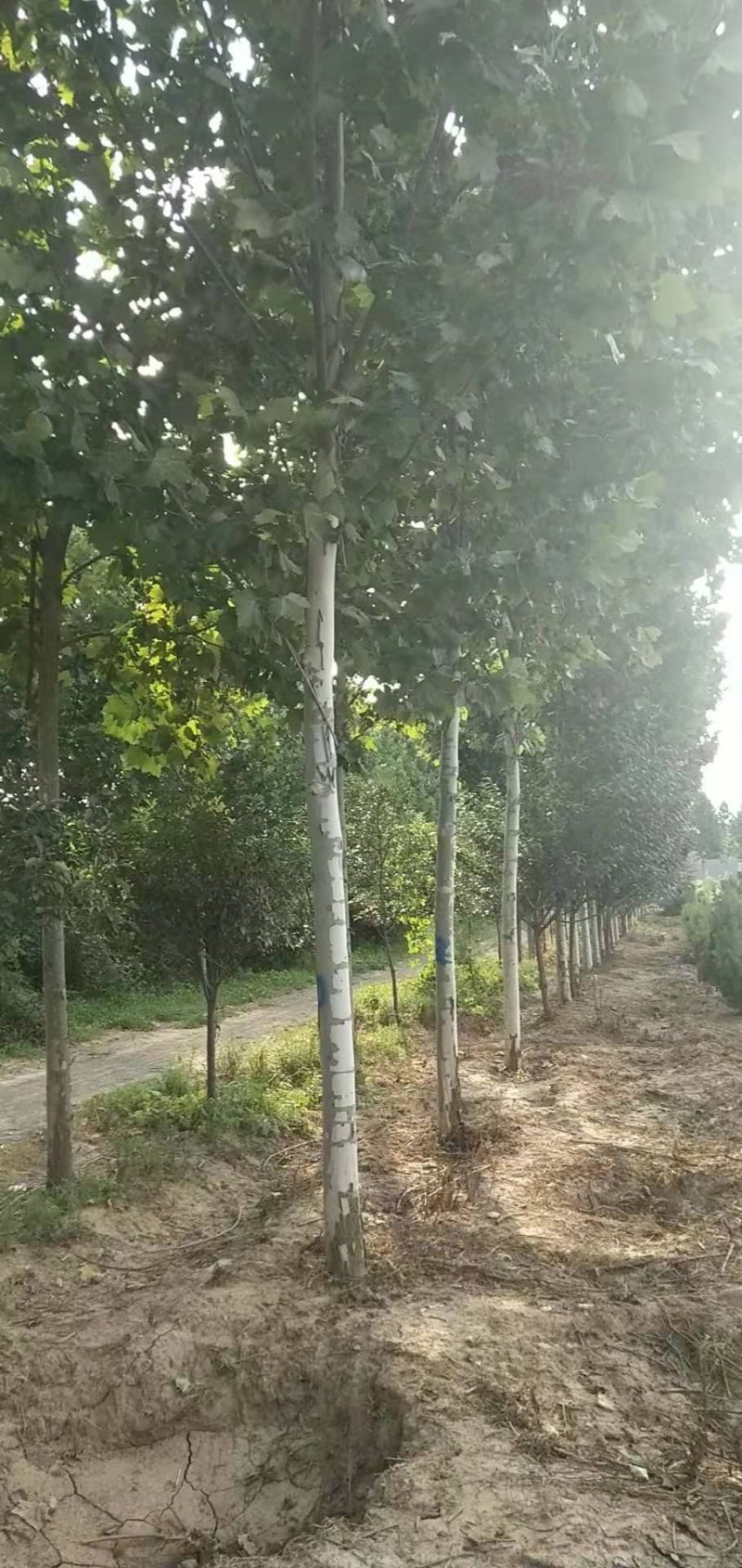 法桐8公分法桐10公分法桐12公分基地量大法桐15公分