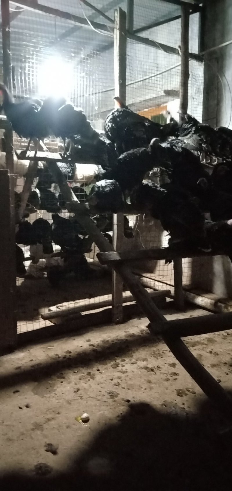 火鸡青年火鸡成年火鸡