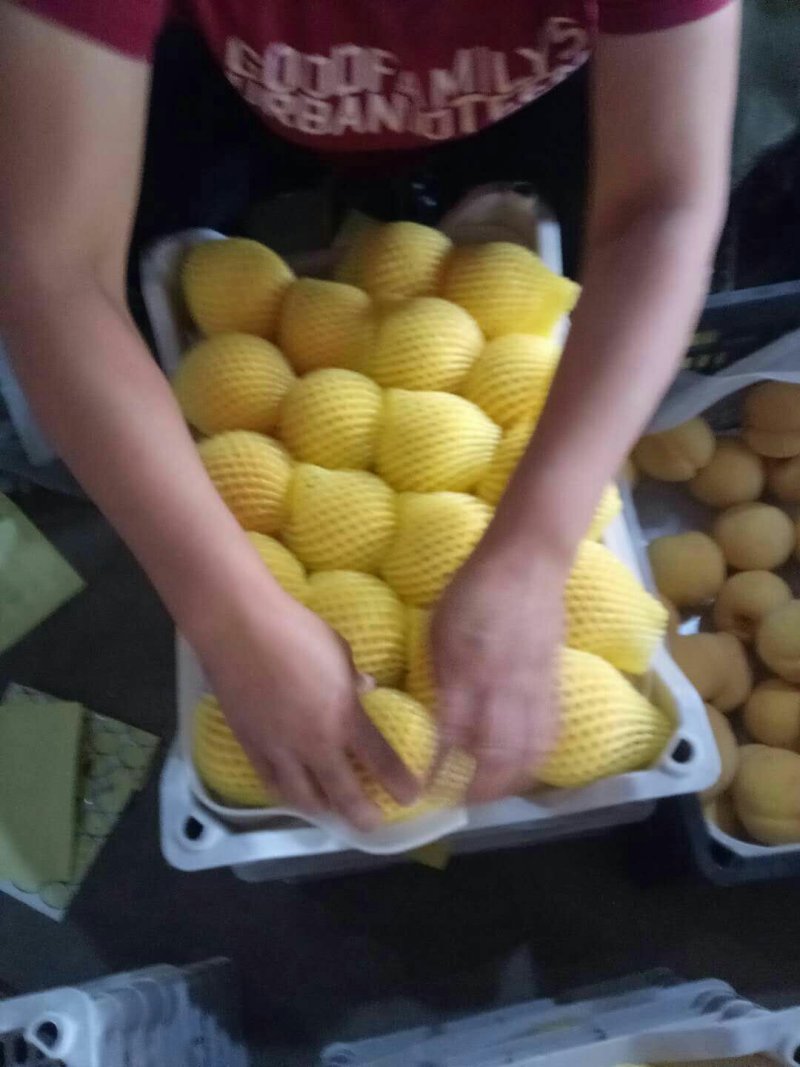 黄毛桃锦绣系列产地直销！欢迎咨询！质量保证！