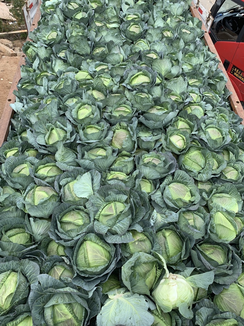 圆包菜，铁头，福建包菜。漳浦包菜，产地直销，质优价廉