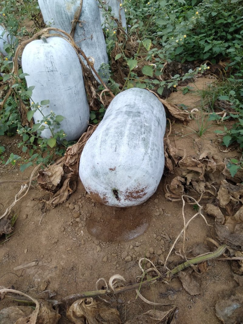 白皮冬瓜