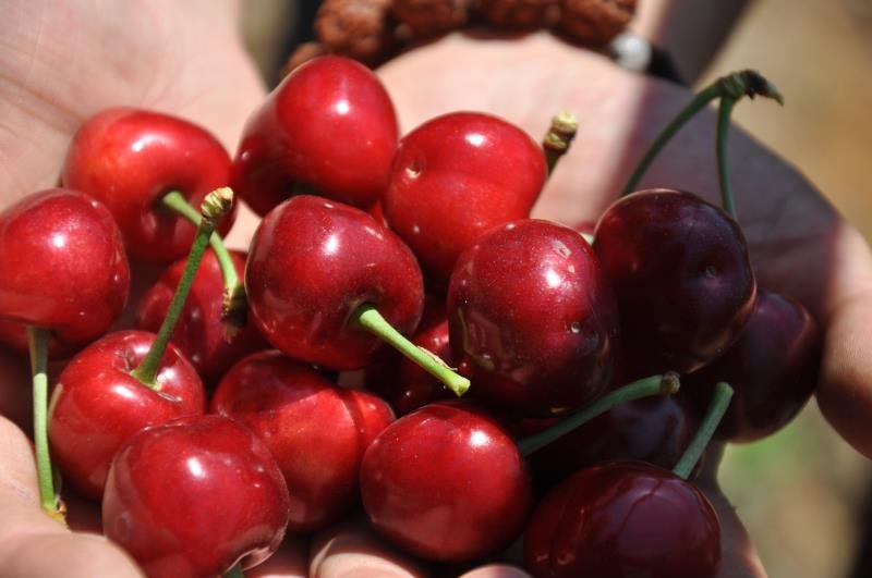 大紫樱桃产业链全景图：左侧为烟台果园采摘场景，中部为现代化分选线（滚筒式分级机正按大小/色泽分选果实），右侧为电商直播间特写（主播手持带溯源码的礼盒，背景板显示“烟台大紫樱桃”地理标志图案）