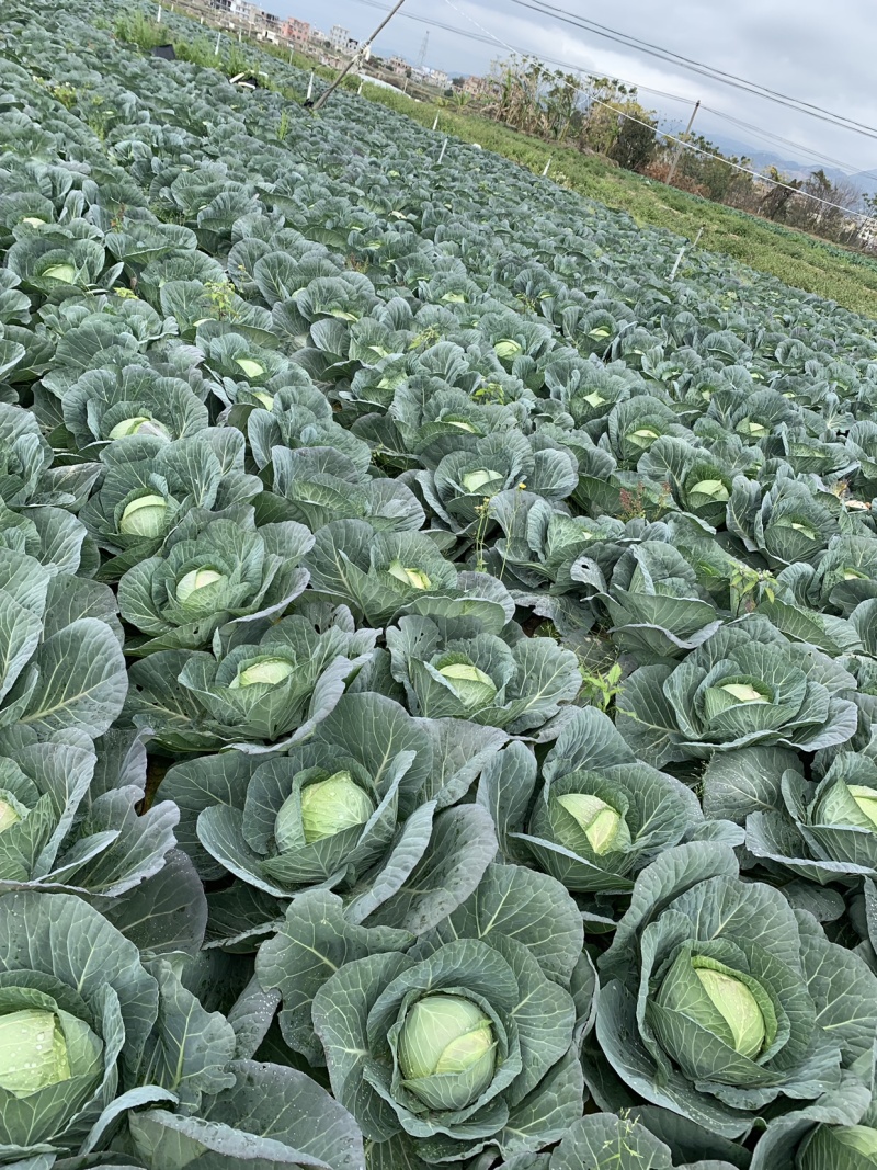 圆包菜，铁头，福建包菜。漳浦包菜，产地直销，质优价廉
