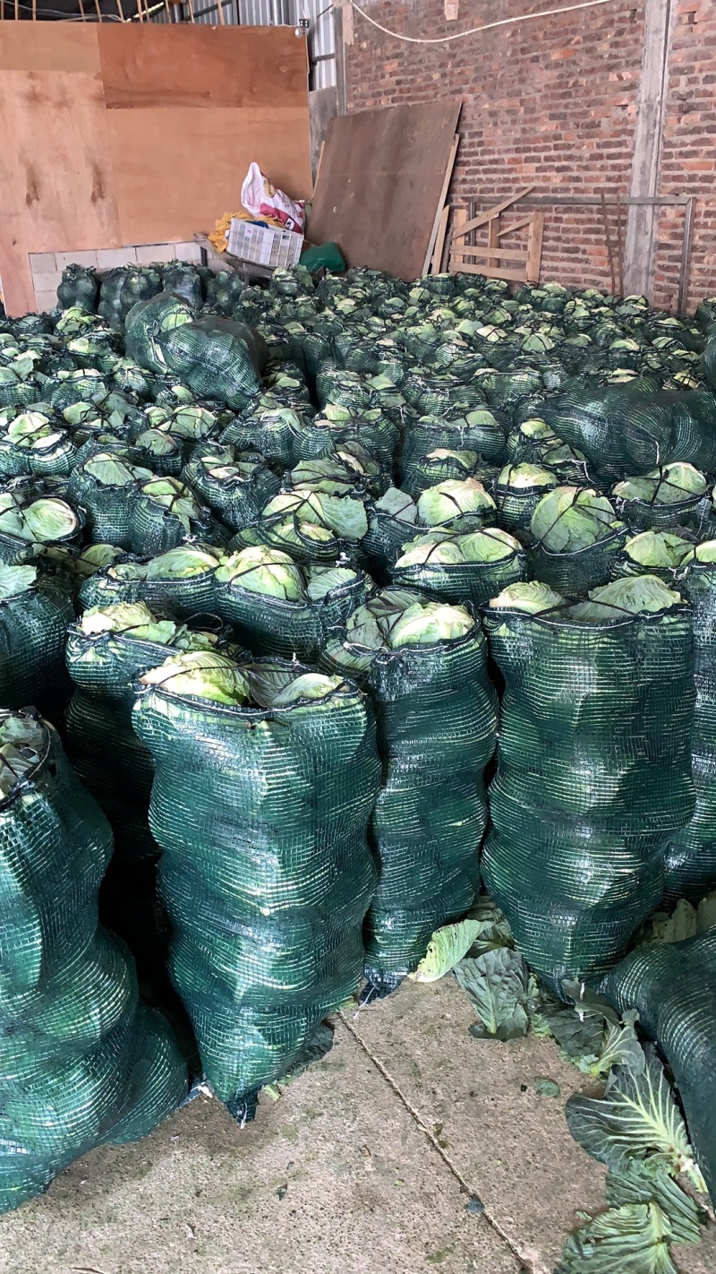 圆包菜铁头铁包福建包菜漳浦铁头产地直供