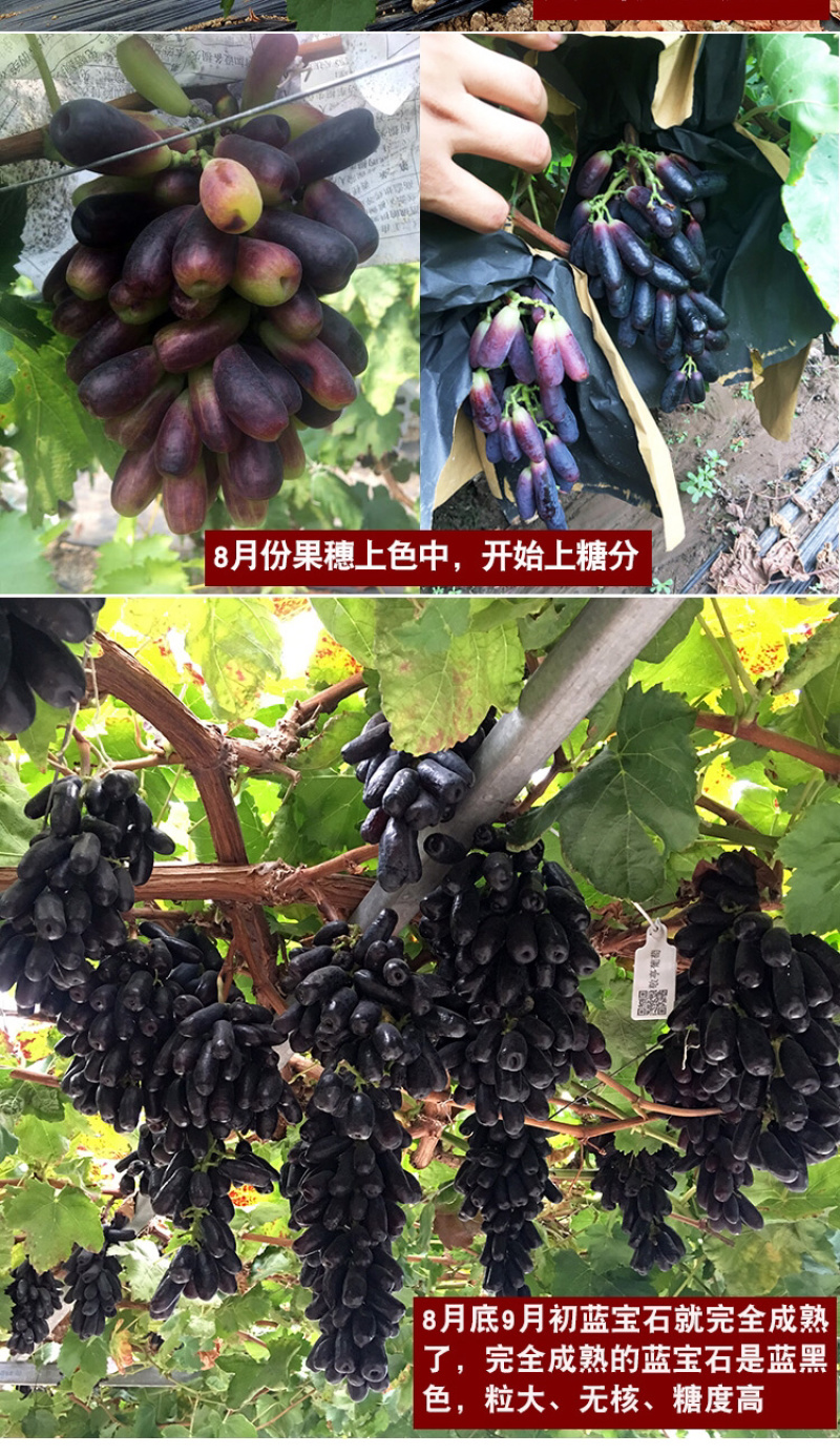 嫁接甜蜜蓝宝石葡萄苗品种保真基地批发