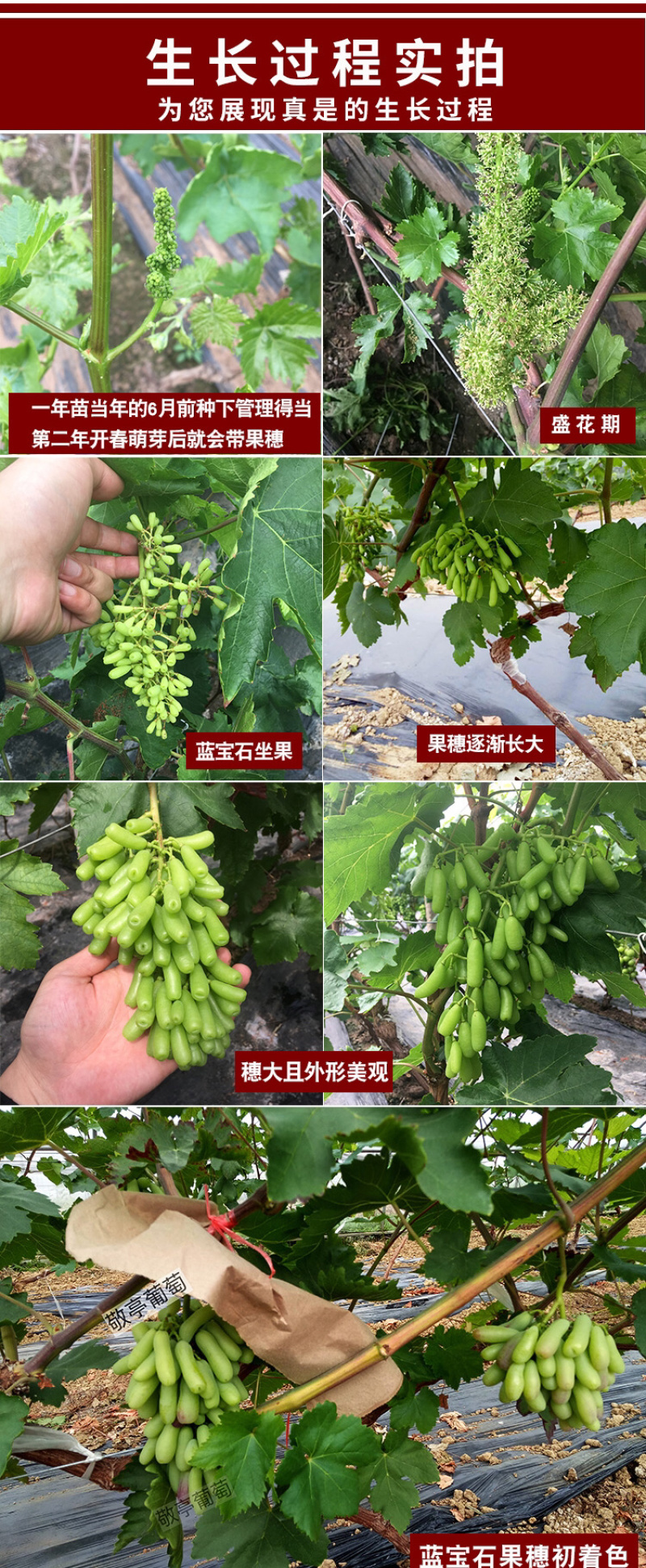 嫁接甜蜜蓝宝石葡萄苗品种保真基地批发