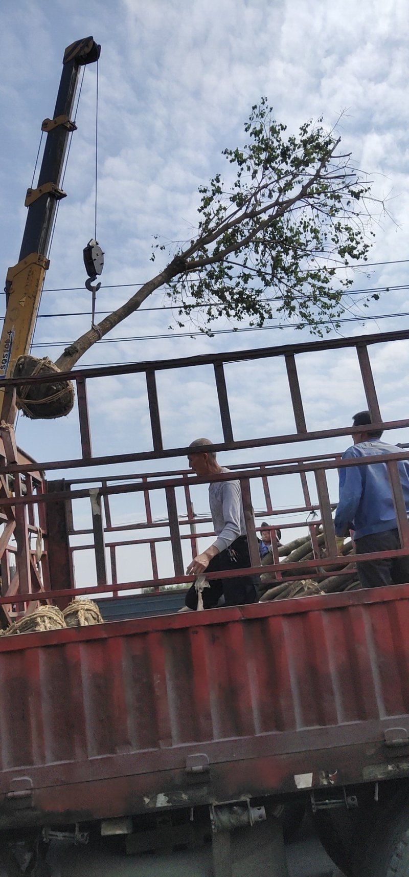 当年生乌桕苗绿化苗（乌桕0.8-22公分基地直供）