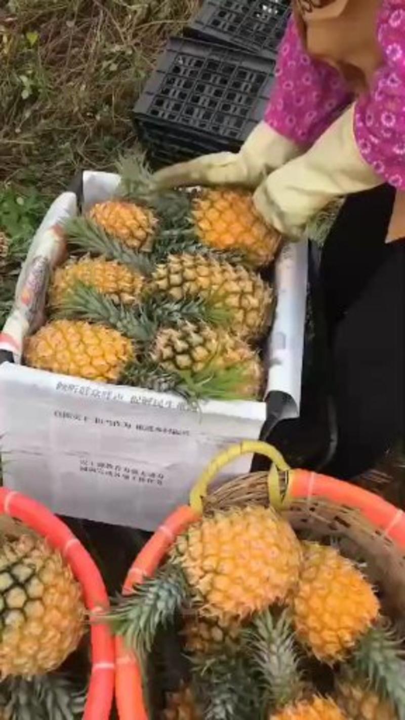 《热销产品》大量供应广东，海南，精品菠萝