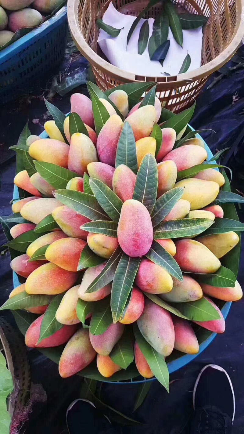 热带水果
