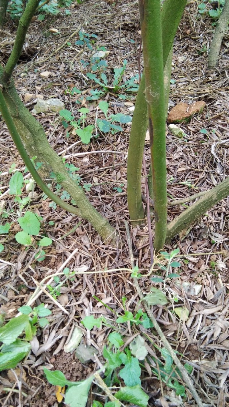 山豆根