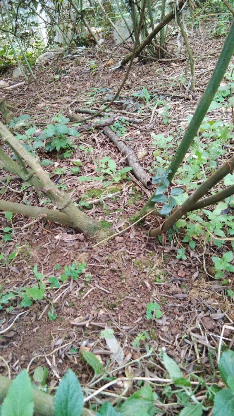 山豆根