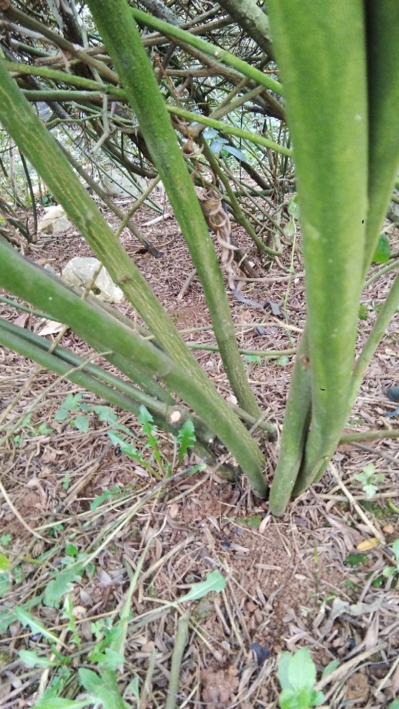 山豆根