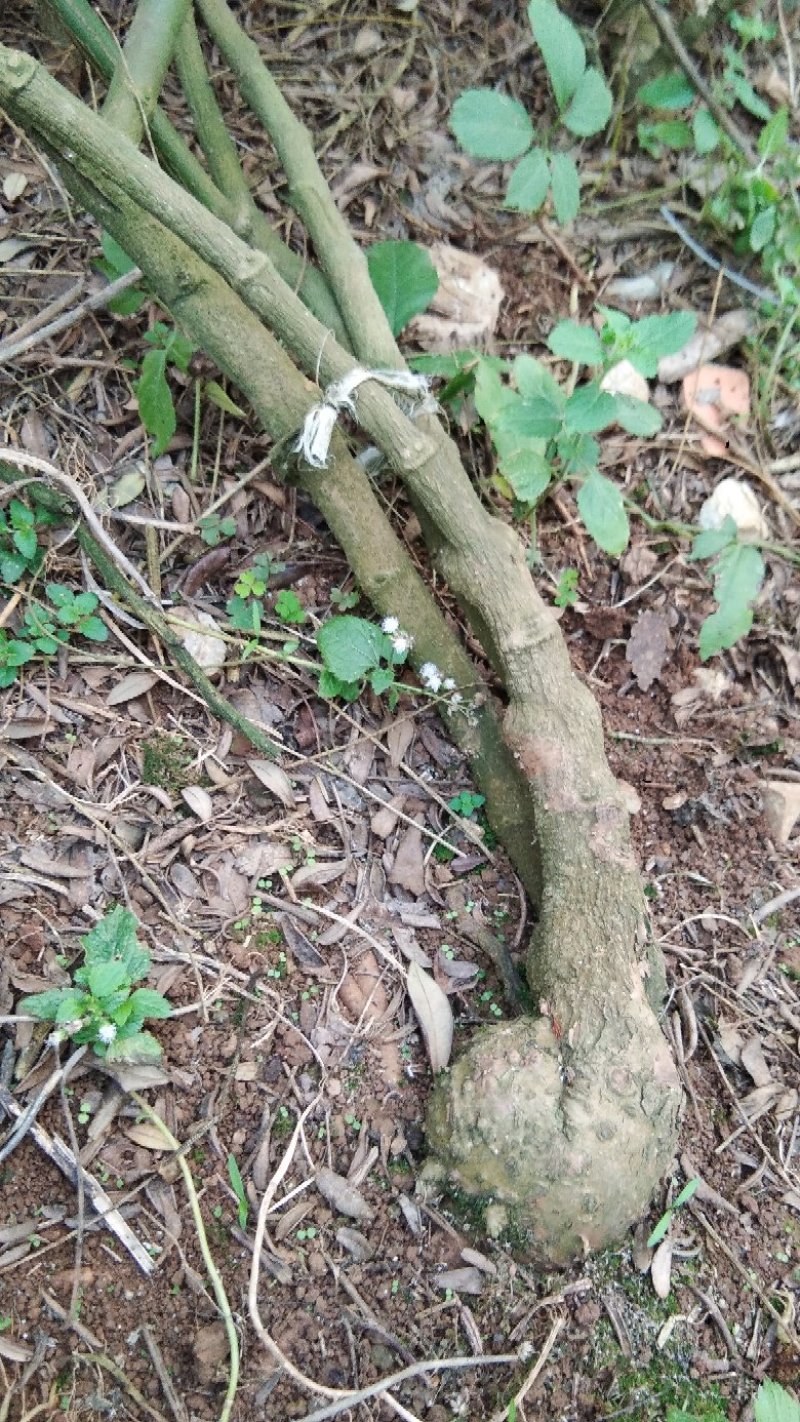 山豆根