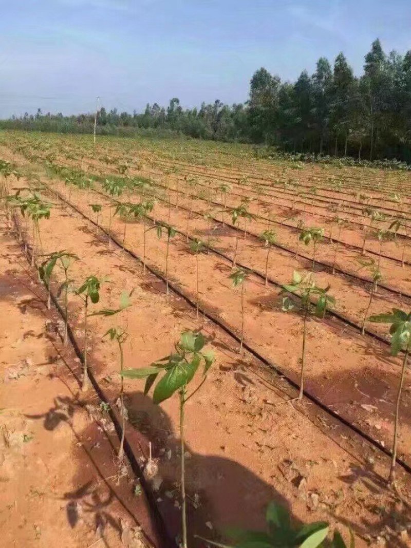 滴灌带，滴灌管，滴灌系列