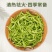 金银花茶250g花草茶