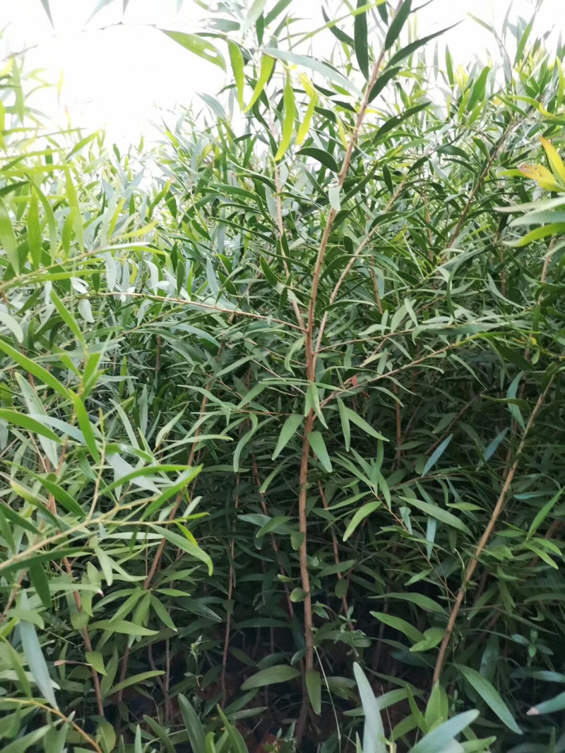 台湾相思树苗台湾相思树价格