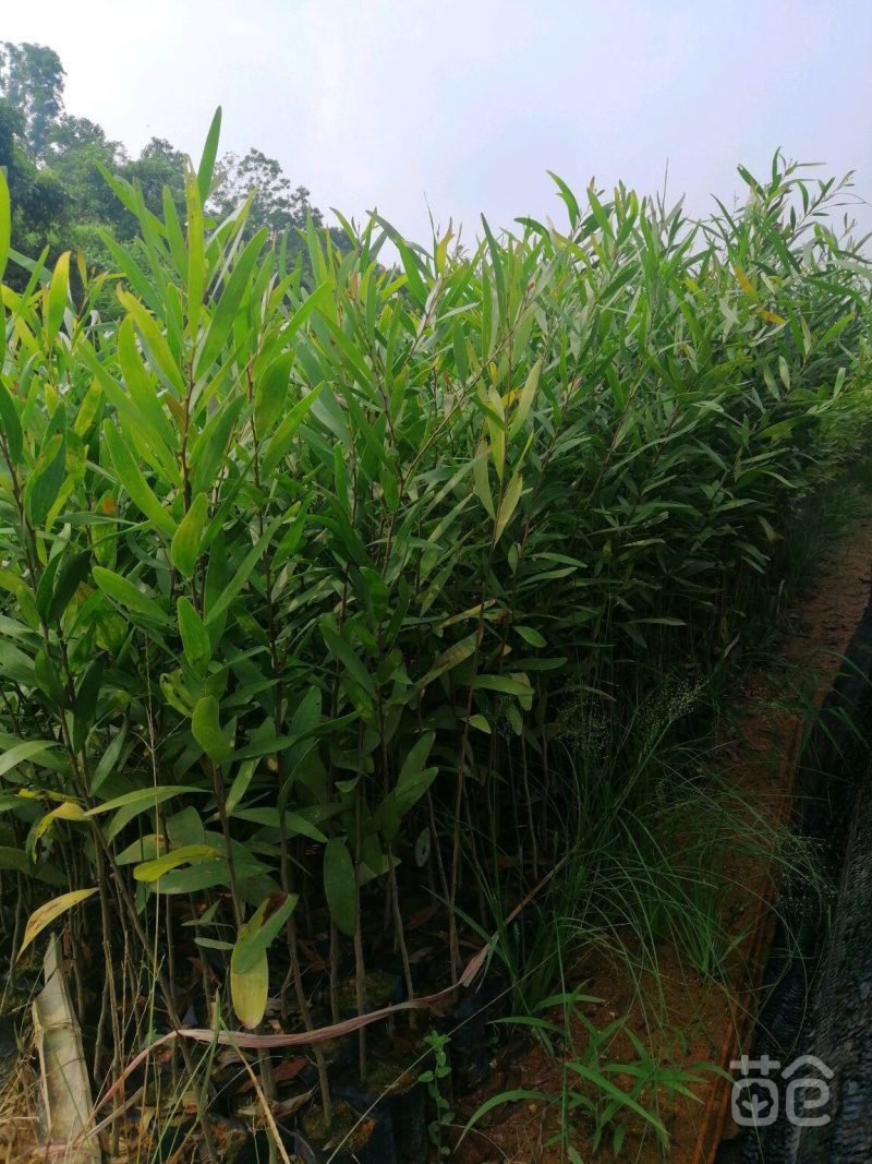 台湾相思树苗台湾相思树价格