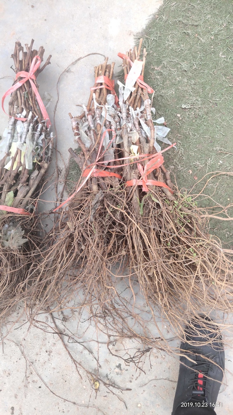 美人指葡萄苗又名西施葡萄，产地批发品种保真