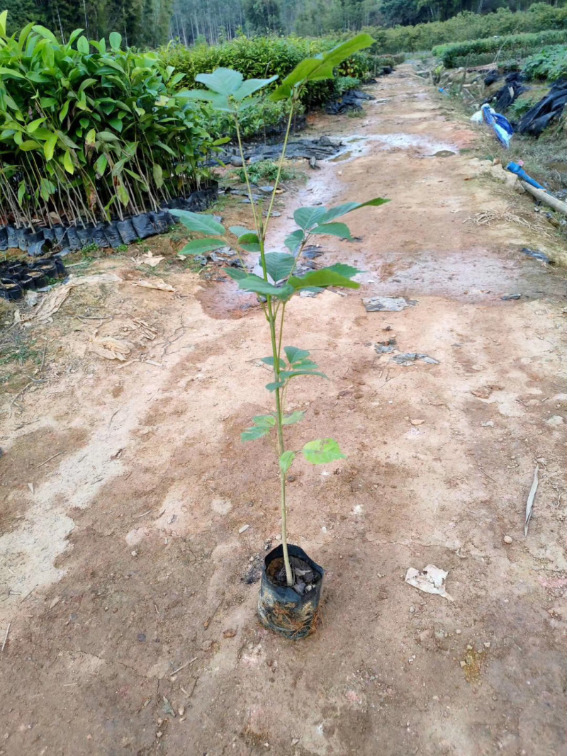 紫花枫铃木高25公分-75公分高紫花枫铃木价格