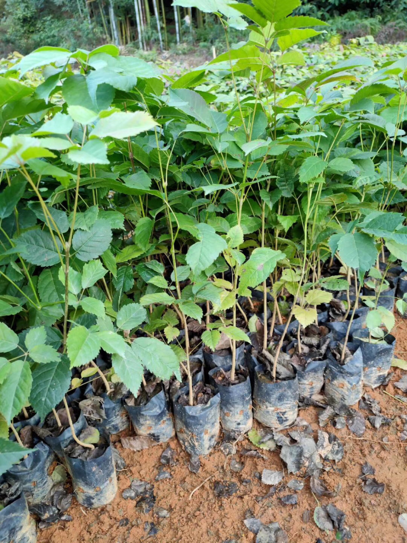 紫花枫铃木高25公分-75公分高紫花枫铃木价格