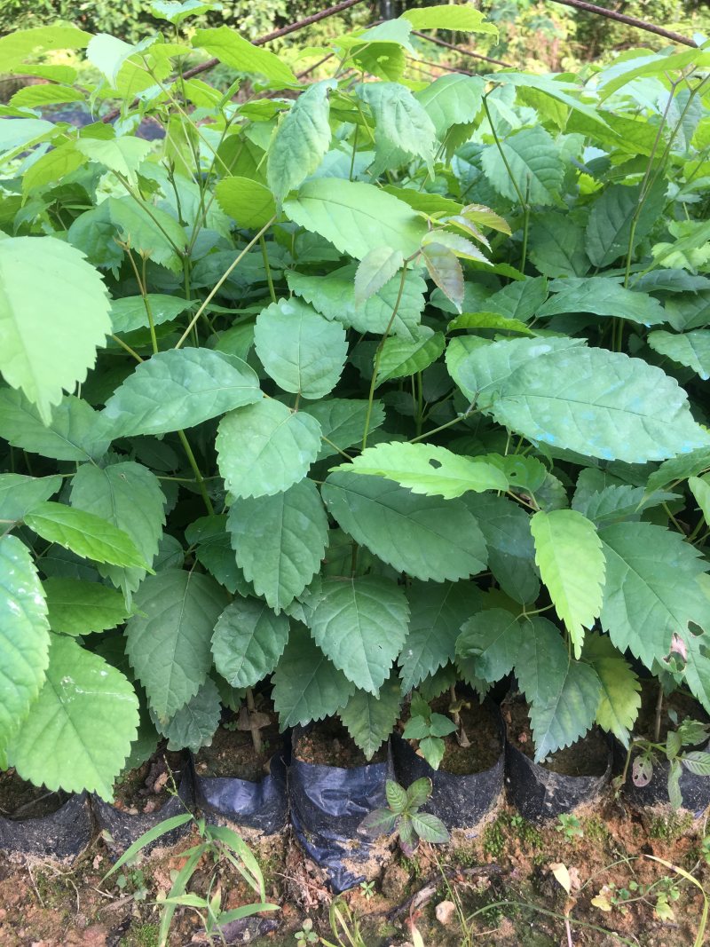 紫花枫铃木高25公分-75公分高紫花枫铃木价格