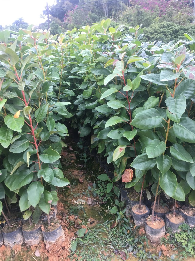 红花荷袋苗红苞木苗价格