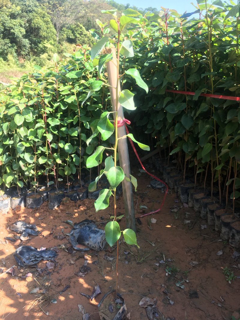 红花荷袋苗红苞木苗价格