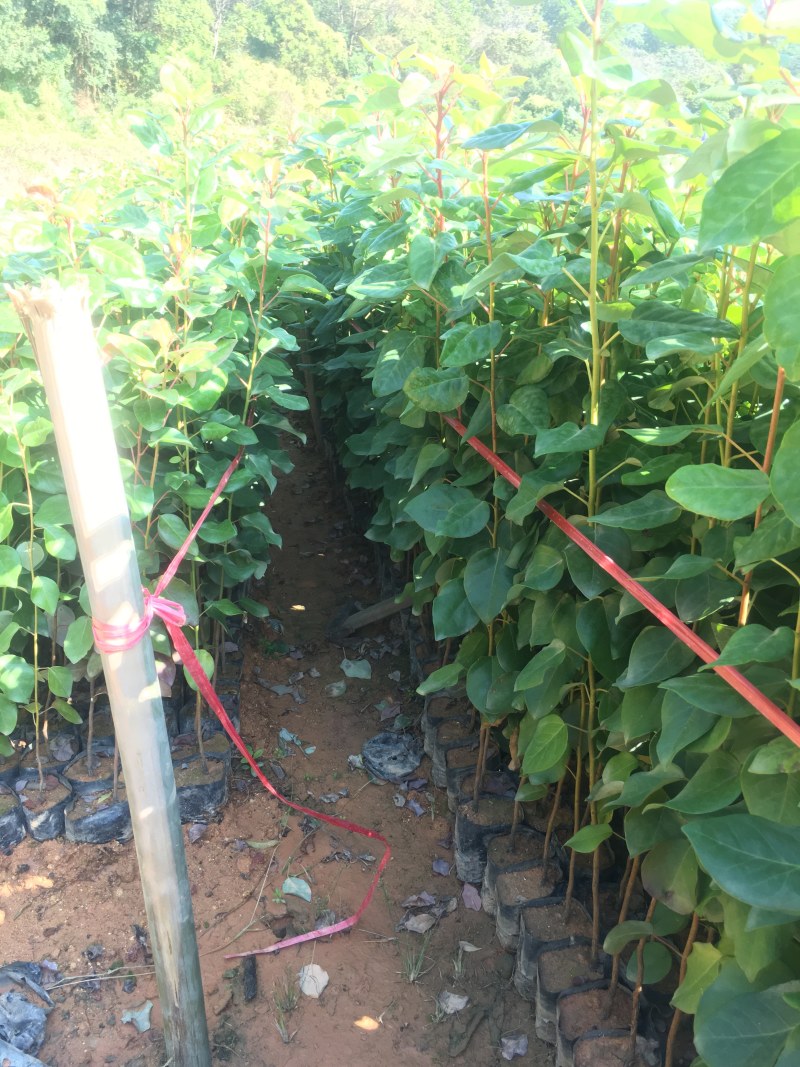 红花荷袋苗红苞木苗价格