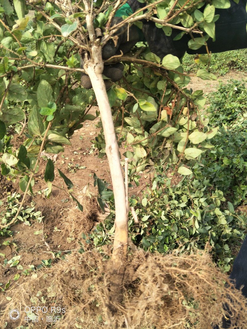 四季树型金银花苗二年苗，包成活。免费技术指导，回收金银花