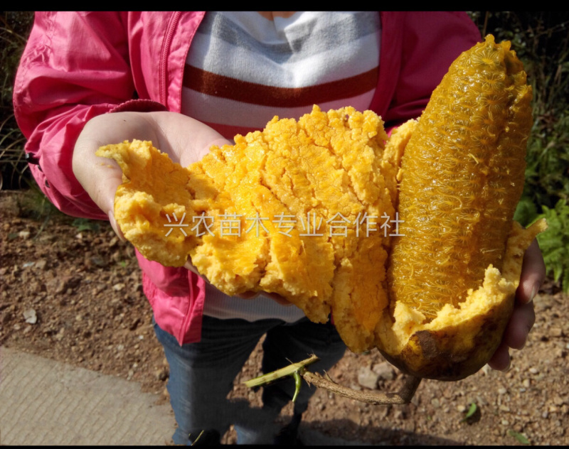 🔥热销【企业认证】九月黄苗改良品种纯度高产基地直发
