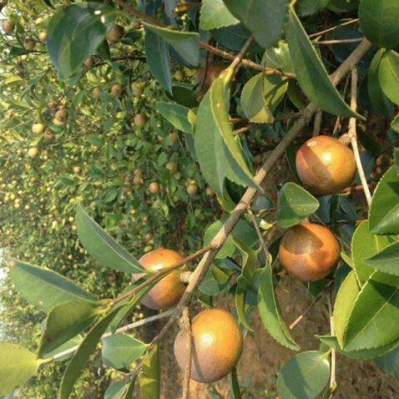 油茶苗，白花油茶苗，量大从优惠，长期供应优质苗木。