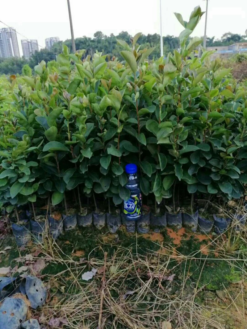 油茶苗，白花油茶苗，量大从优惠，长期供应优质苗木。