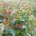 油茶苗，白花油茶苗，量大从优惠，长期供应优质苗木。