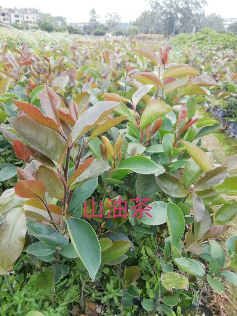 油茶苗，白花油茶苗，量大从优惠，长期供应优质苗木。