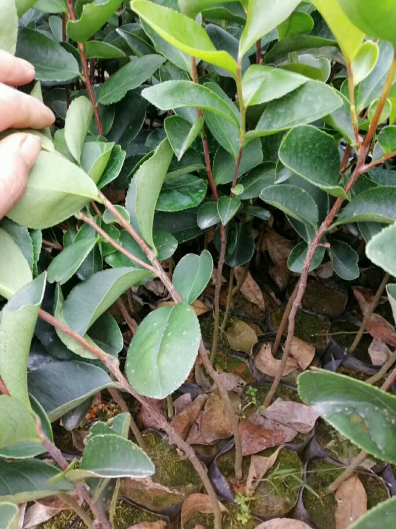 油茶苗，白花油茶苗，量大从优惠，长期供应优质苗木。