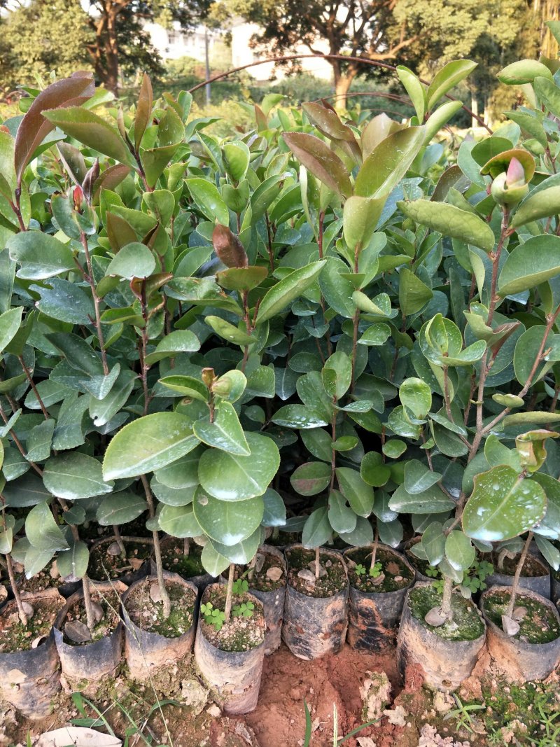 油茶苗，白花油茶苗，量大从优惠，长期供应优质苗木。