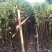 山杜英袋苗山杜英苗价格