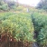 山杜英袋苗山杜英苗价格