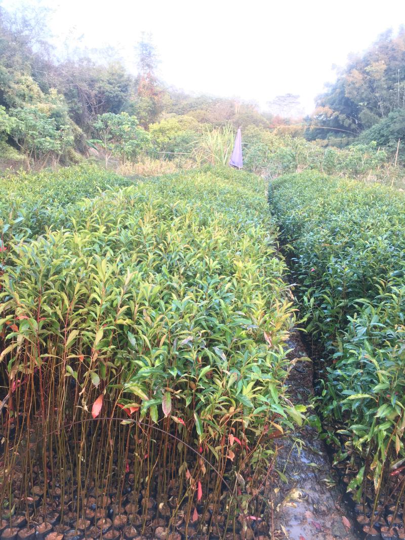 山杜英袋苗山杜英苗价格