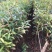 山杜英袋苗山杜英苗价格