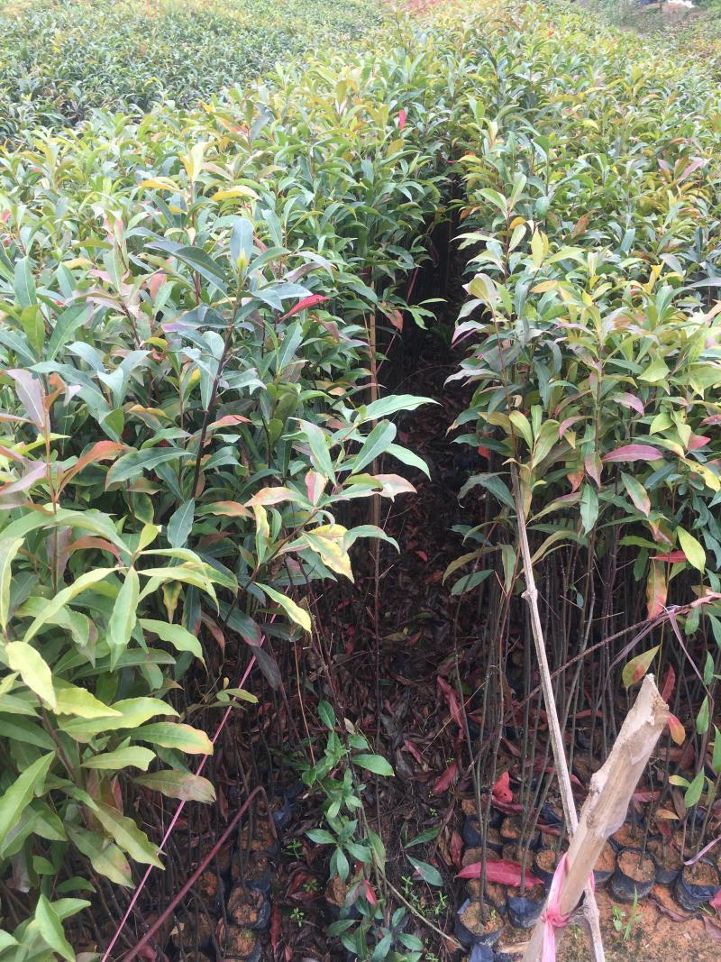 山杜英袋苗山杜英苗价格